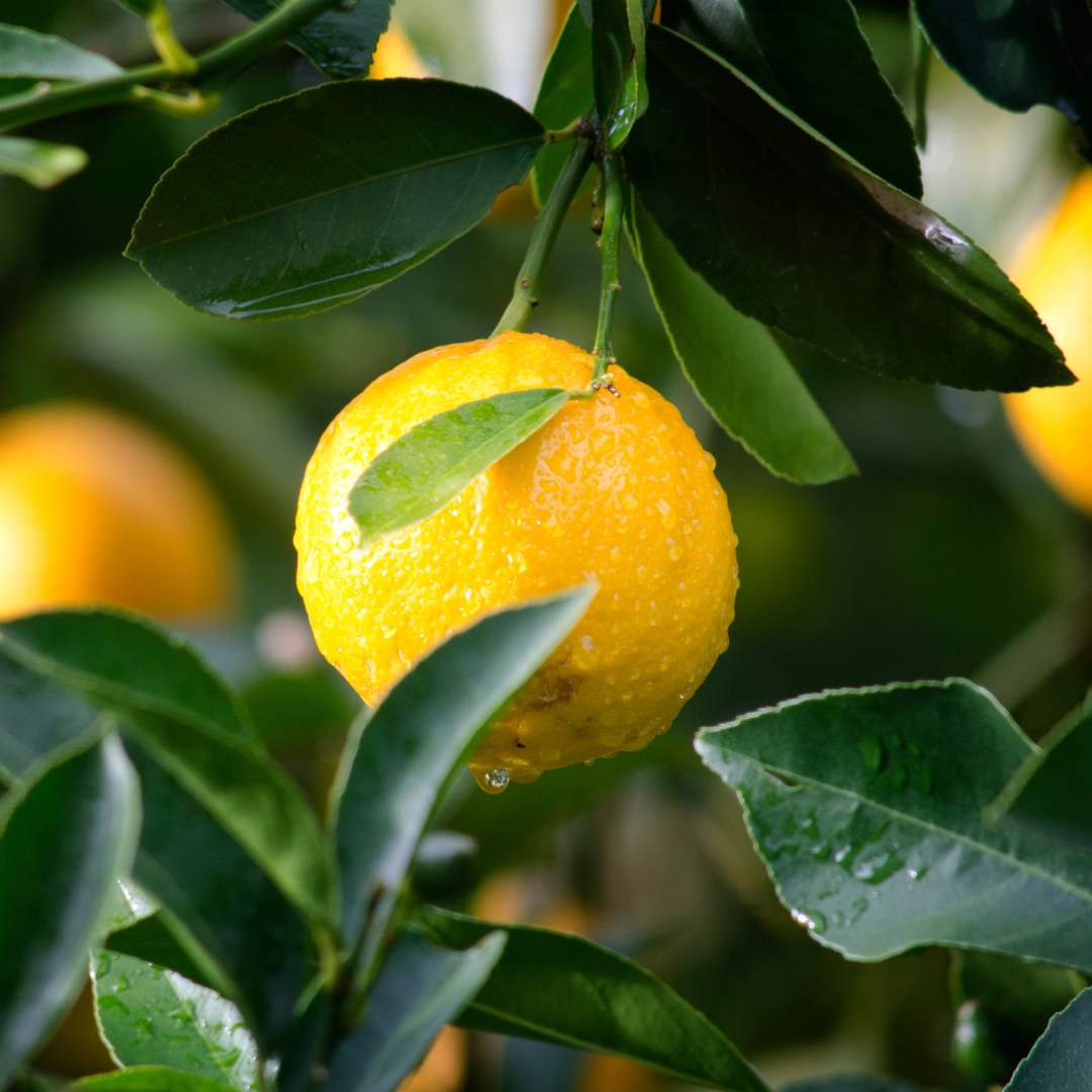 Limoni quattro stagioni