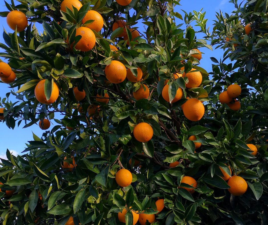 Il Sole della Calabria in ogni agrume