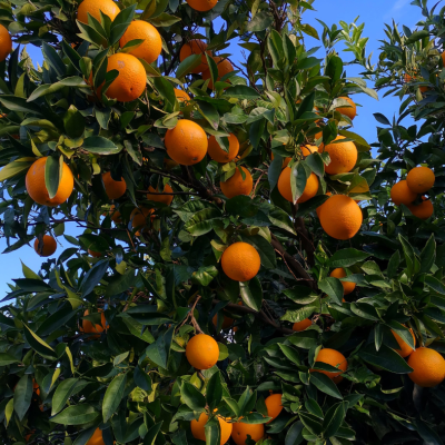 Il Sole della Calabria in ogni agrume